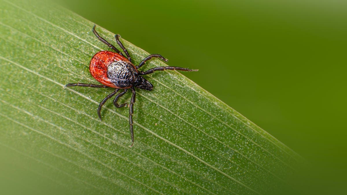Macro shot of a castor bean tick (Ixodes ricinus) on a green leaf showcasing detail and color.